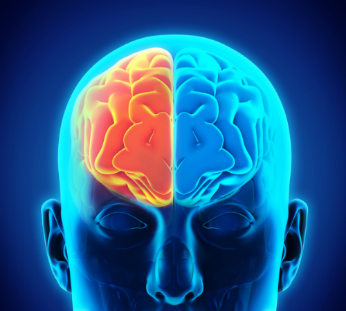 brain training brain training